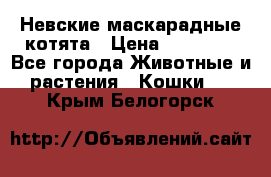 Невские маскарадные котята › Цена ­ 15 000 - Все города Животные и растения » Кошки   . Крым,Белогорск